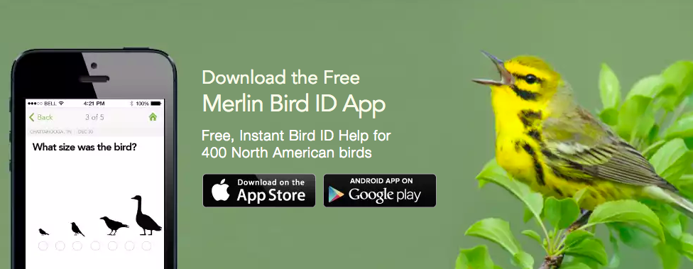 Cornell’s new tool “Merlin Bird Photo ID” can help you in identifying bird species in photos