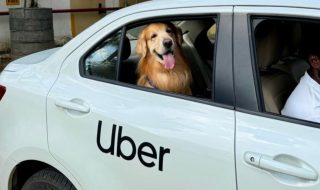 Uber launches Pet-friendly ride service Uber Pet in Bengaluru